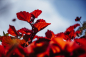 Preview: Meyer Optik Görlitz Biotar 75 f1.5 II für Nikon Z