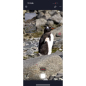 Preview: ZWO Smart Telescope AP 30/160 Seestar S30 Pro
