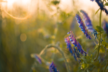 Biotar 58 f1.5 II für MFT
