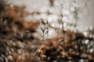 Preview: Meyer Optik Görlitz Primoplan 58 f1.9 II für Canon EF