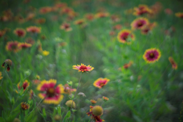 Meyer Optik Görlitz Primoplan 58 f1.9 II für MFT