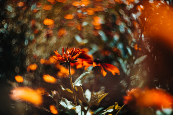 Meyer Optik Görlitz Biotar 75 f1.5 II für Nikon Z