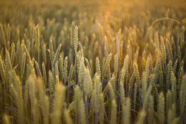 Biotar 58 f1.5 II für MFT